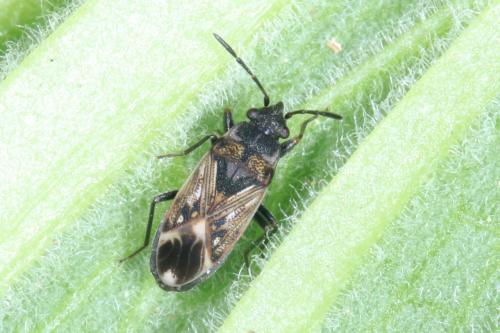Peritrechus lundii
